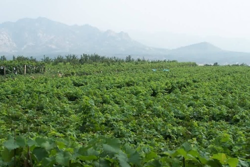 平度大泽山葡萄园区使用大阳城游戏土壤肥料检测仪对土壤进行测土施肥
